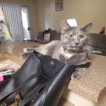 Thumbnail photo of kumico #3