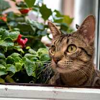 Thumbnail photo of Maxi #1