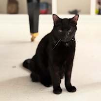 Thumbnail photo of Zai #2