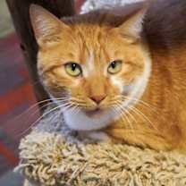 Thumbnail photo of Lucius #1