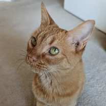 Thumbnail photo of Sherbet #4