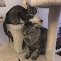 Thumbnail photo of GIGI&BUSTER-True Love Story #4