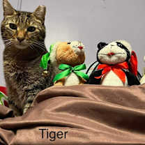 Thumbnail photo of TIGER #2