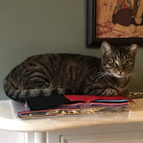 Thumbnail photo of GIGI&BUSTER-True Love Story #2