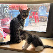 Thumbnail photo of GIGI&BUSTER-True Love Story #3