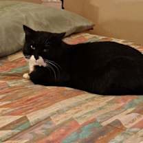 Thumbnail photo of Dill #2