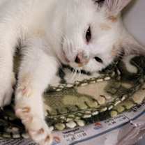 Thumbnail photo of Dorothy #1