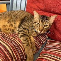 Thumbnail photo of Persia #1