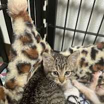 Thumbnail photo of Persia #4