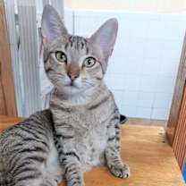 Thumbnail photo of Drumstick #3