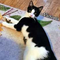 Thumbnail photo of Victoria #3