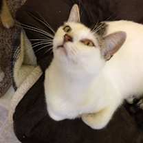 Thumbnail photo of IZZY #2