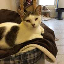 Thumbnail photo of IZZY #3