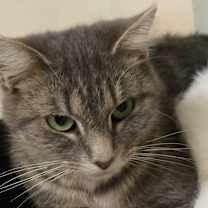 Thumbnail photo of KIWI! #2