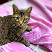 Thumbnail photo of Maxi #2