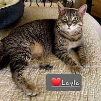 Thumbnail photo of Layla #1