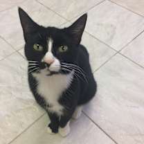 Thumbnail photo of CHICKLET! #1