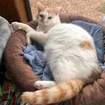 Thumbnail photo of Gizmo #1