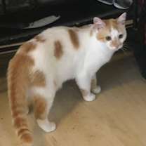 Thumbnail photo of Gizmo #2