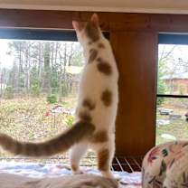 Thumbnail photo of Gizmo #4