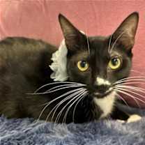 Thumbnail photo of BELTZA #1