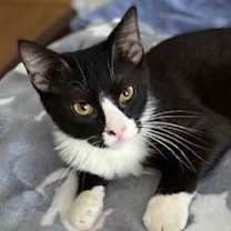 Thumbnail photo of Gilligan #1