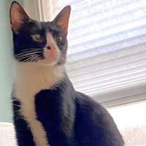 Thumbnail photo of Gilligan #2