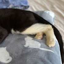 Thumbnail photo of Gilligan #3