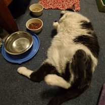 Thumbnail photo of Perry #2