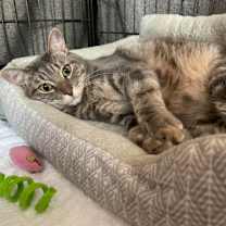 Thumbnail photo of Mr Chubbs #1