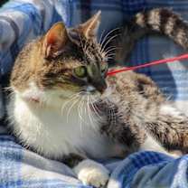 Thumbnail photo of Missy #1