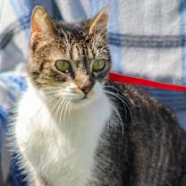 Thumbnail photo of Missy #2