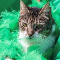 Thumbnail photo of Missy #4