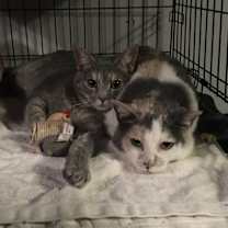 Thumbnail photo of Antoniette bonded with Heidi #1