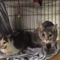 Thumbnail photo of Antoniette bonded with Heidi #3