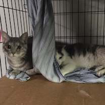 Thumbnail photo of Heidi bonded with Antoniette #2