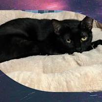 Thumbnail photo of Ebony #2