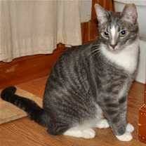 Thumbnail photo of Howie - NC #1