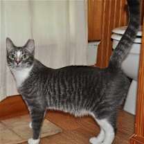 Thumbnail photo of Howie - NC #2