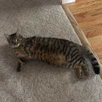 Thumbnail photo of Kitty #1