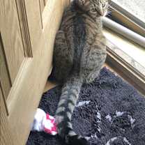 Thumbnail photo of Kitty #2