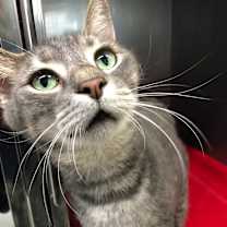 Thumbnail photo of Gentle Boy #3