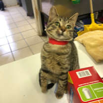 Thumbnail photo of TUNGSTEN! #1