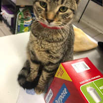 Thumbnail photo of TUNGSTEN! #2