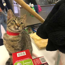 Thumbnail photo of TUNGSTEN! #3