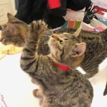 Thumbnail photo of TUNGSTEN! #4