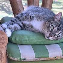 Thumbnail photo of Tigger #1