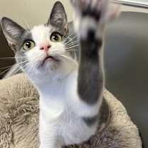 Thumbnail photo of STERLING-born august ‘22-need kitty friend #2