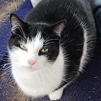 adopt a pet