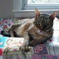 Thumbnail photo of Laurel #2